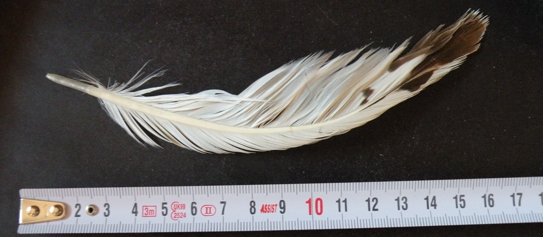 alcune penne di gabbiano